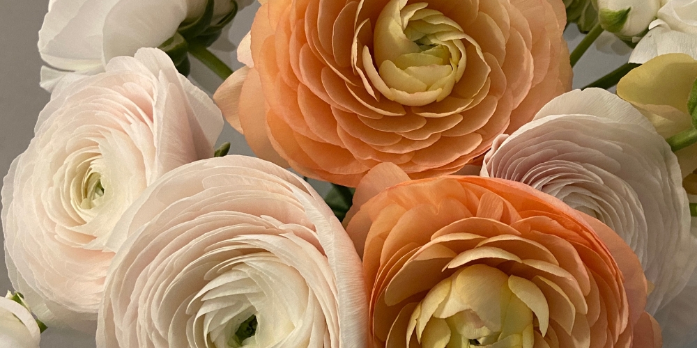 Stunning Hydrangea Arrangements: Ideas for Home Decor and Gifting